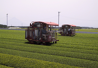茶葉を刈る